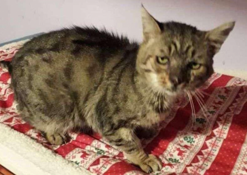 Getta il gatto nel Torrente Grana: condannata a un mese e 23 giorni di reclusione